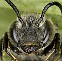 Coelioxys porterae - photo 3