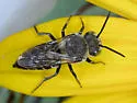 Coelioxys porterae - photo 4