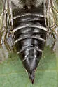 Coelioxys porterae - photo 5