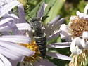 Coelioxys rufitarsis