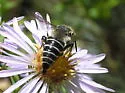 Coelioxys rufitarsis - photo 2