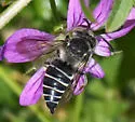 Coelioxys rufitarsis - photo 4