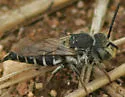Coelioxys rufitarsis - photo 5