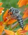 Coelioxys sayi