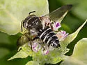 Coelioxys sayi - photo 2