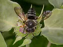 Coelioxys sayi - photo 3