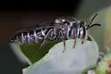 Coelioxys sayi - photo 4