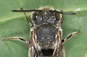 Coelioxys sayi - photo 5