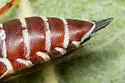 Coelioxys slossoni - photo 2