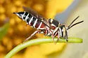 Coelioxys slossoni - photo 3