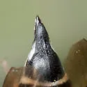 Coelioxys slossoni - photo 4