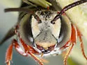 Coelioxys slossoni - photo 5