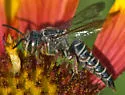 Coelioxys texanus