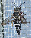 Coelioxys texanus - photo 2
