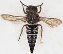 Coelioxys texanus - photo 3