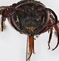 Coelioxys texanus - photo 4
