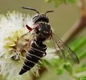 Coelioxys texanus - photo 5