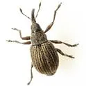 Mimosa Flowerbud Weevil
