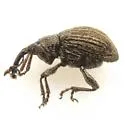 Mimosa Flowerbud Weevil - photo 2