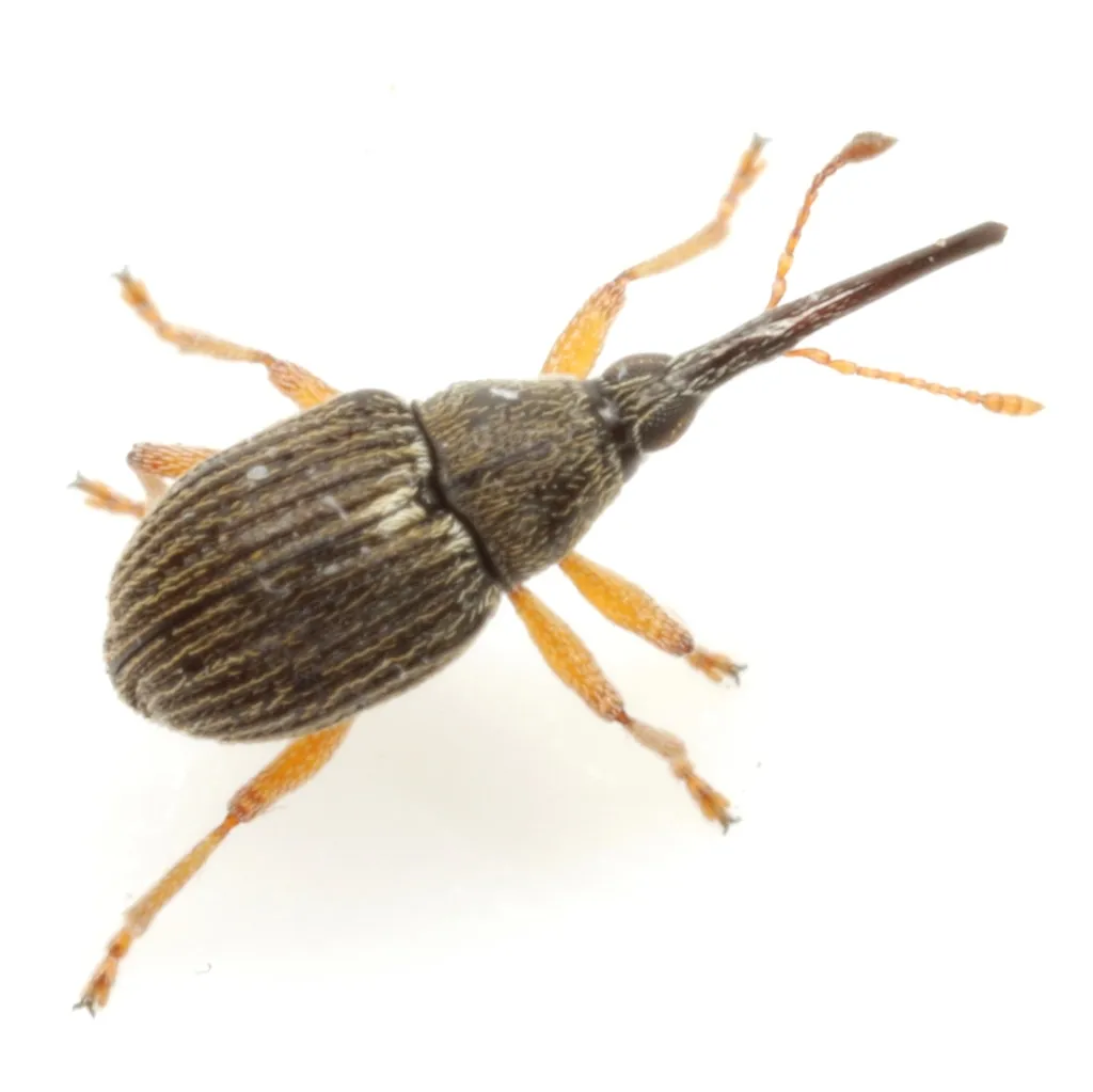 Coelocephalapion buchanani - photo 2