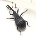 Coelocephalapion curticorne