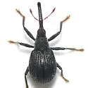 Coelocephalapion curticorne - photo 3