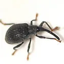 Coelocephalapion curticorne - photo 4