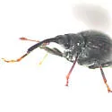 Coelocephalapion curticorne - photo 5
