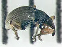 Coelocephalapion decoloratum - photo 2
