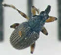 Coelocephalapion decoloratum - photo 3