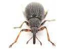 Coelocephalapion decoloratum - photo 4