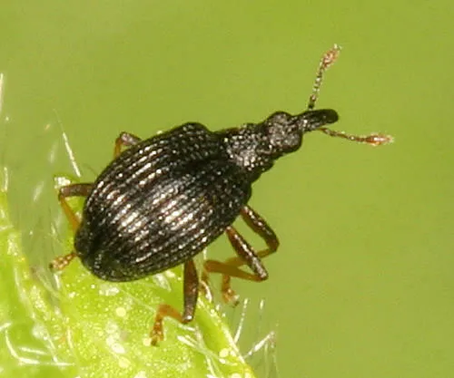 Coelocephalapion emaciipes - photo 2