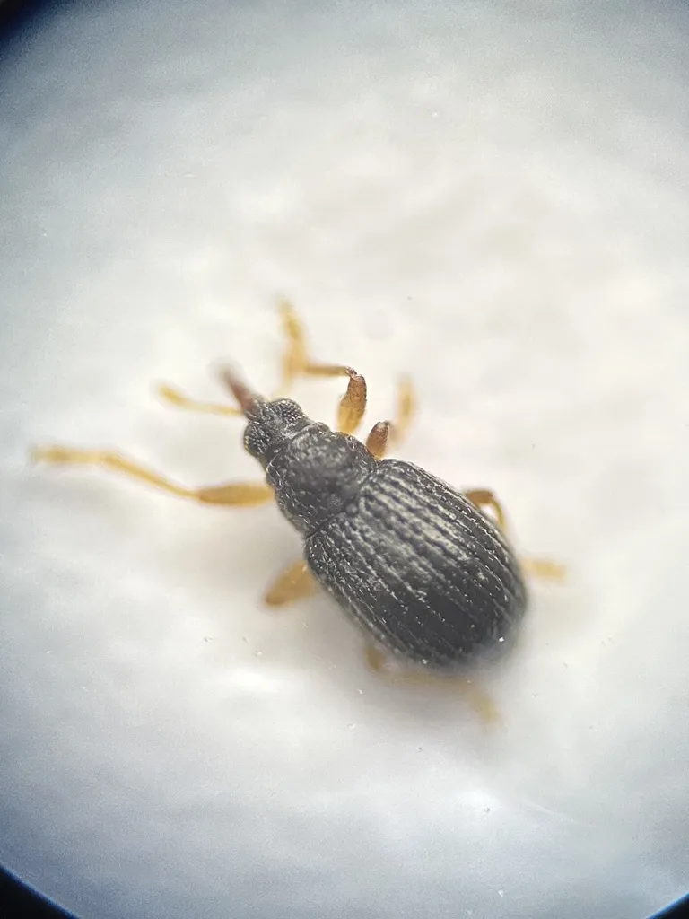 Coelocephalapion perminutum - photo 2