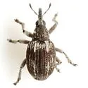 Coelocephalapion subornatum