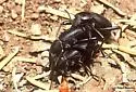 California Broad-necked Darkling Beetle