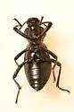 California Broad-necked Darkling Beetle - photo 2