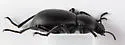 California Broad-necked Darkling Beetle - photo 3