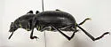 California Broad-necked Darkling Beetle - photo 4