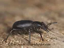 California Broad-necked Darkling Beetle - photo 5