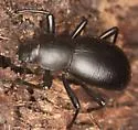 Coelocnemis lucia