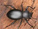 Coelocnemis lucia - photo 4