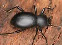 Coelocnemis lucia - photo 5