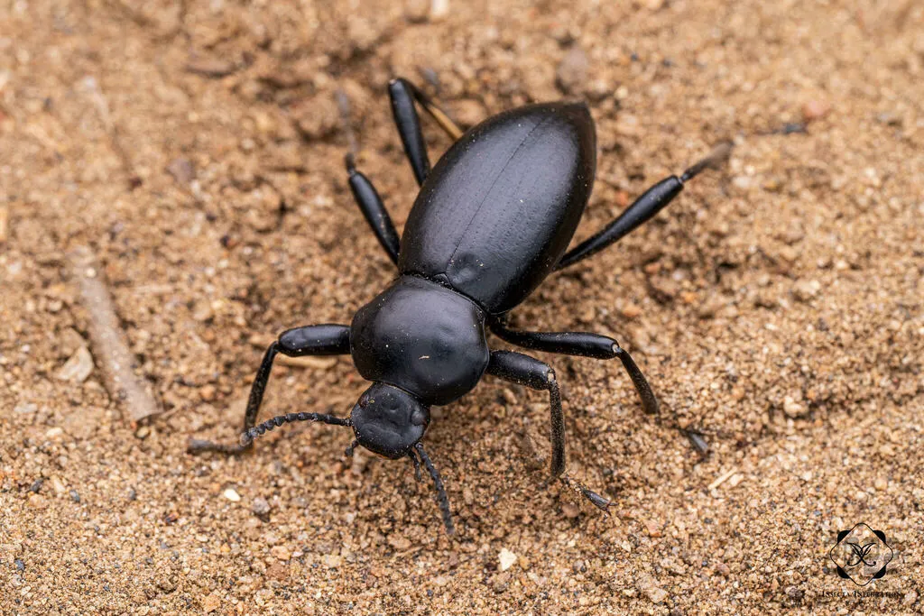 Coelocnemis magna