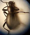 Coelocnemis punctata - Coelocnemis punctata