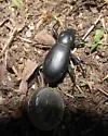 Coelocnemis punctata - photo 2