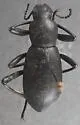 Coelocnemis punctata - photo 3