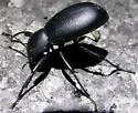Coelocnemis punctata - photo 4
