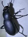 Coelocnemis punctata - photo 5