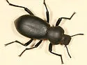 Coelocnemis rugulosa