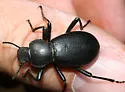 Coelocnemis rugulosa - photo 2
